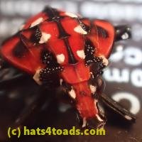 /home//u458753944/public_html/sourcegallery/////////////Insects and small critters/aphids cicadas lanternflies and true bugs (Hemiptera)/P7060814.JPG